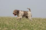 LAGOTTO 071